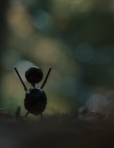 Kaštánek 1. série 3. epizóda (S01E03) – 3. díl