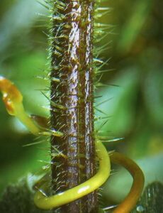 Zelená planeta 1. série 1. epizóda (S01E01) – 1. díl